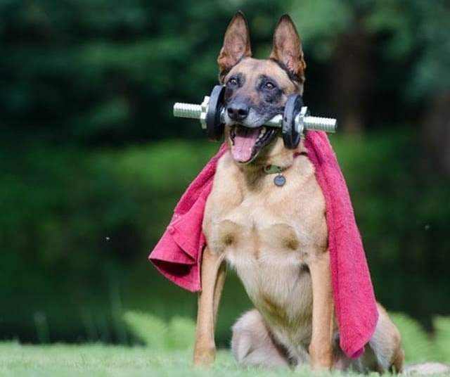 Бельгийская овчарка малинуа - дрессировка