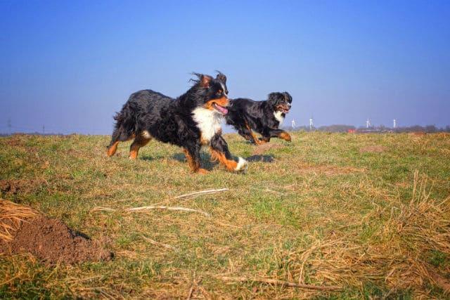 Бернский зенненхунд – внешний вид