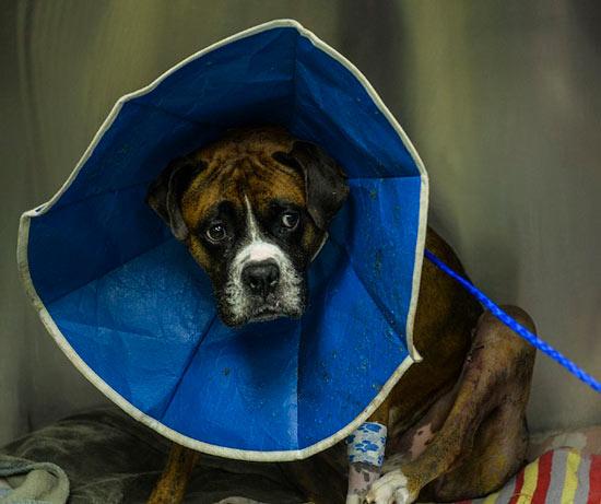 больной боксер