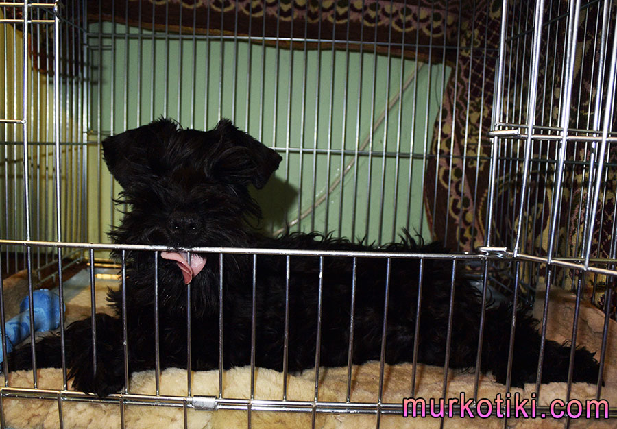 щенок в клетке