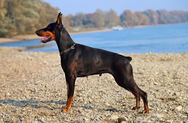 Dobermann pinscher på stranden