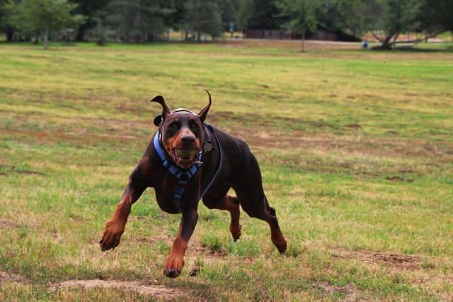 Doberman Pinscher - trening