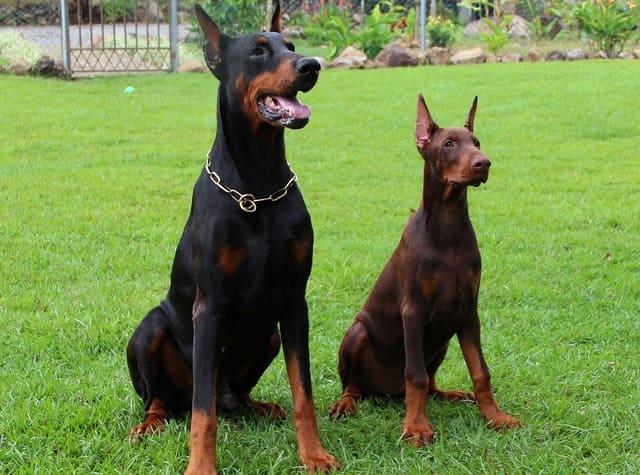 Doberman Pinscher svart og brun