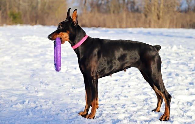 Doberman Pinscher - en tur i frisk luft