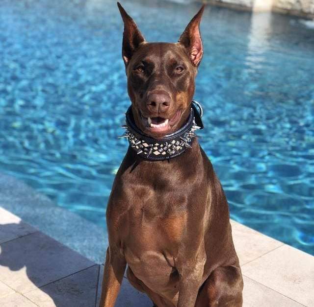 Dobermann pinscher ved bassenget
