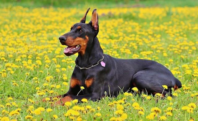 Dobermann Pinscher - voksen hund