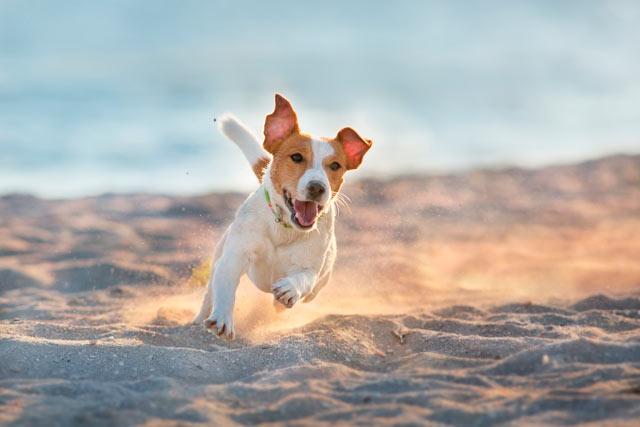 Джек Рассел на пляже