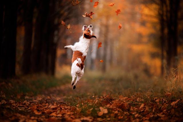 Джек Рассел осенью