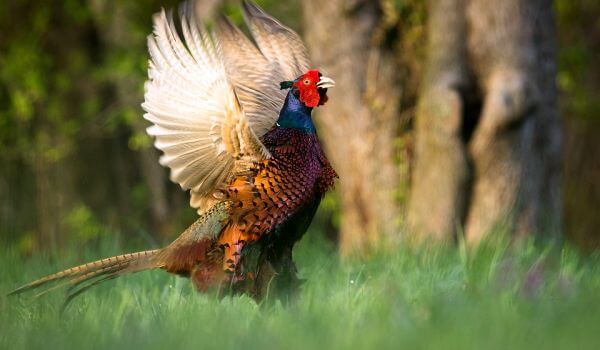 Фото: Красивая птица фазан