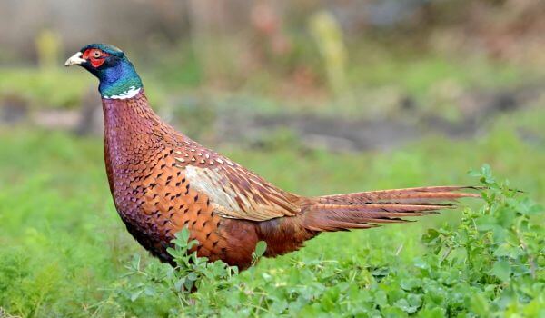 Фото: Фазан