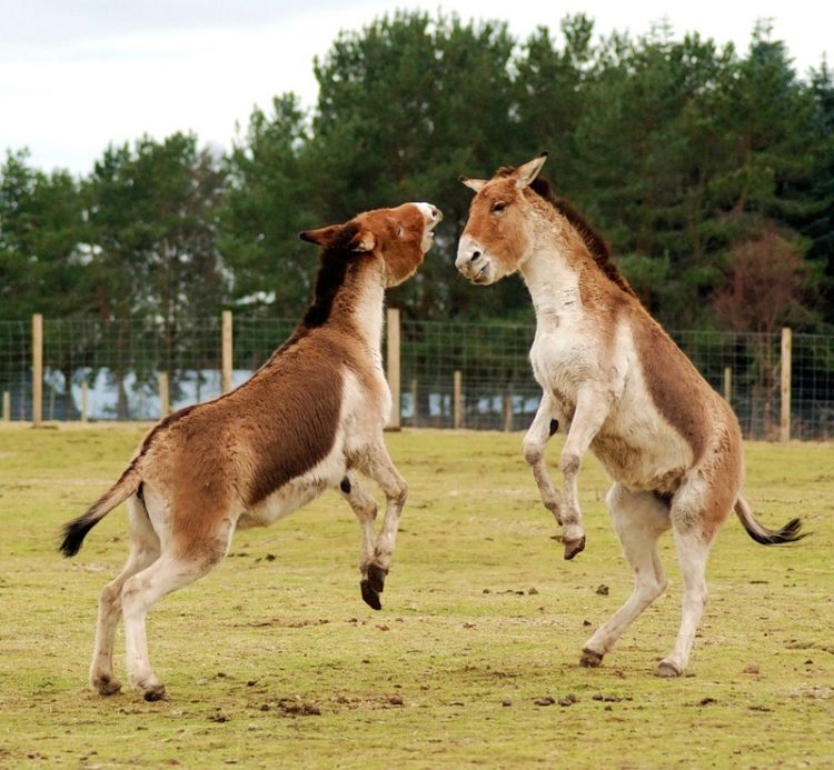 Кулан – описание, ареал, рацион, враги, популяция