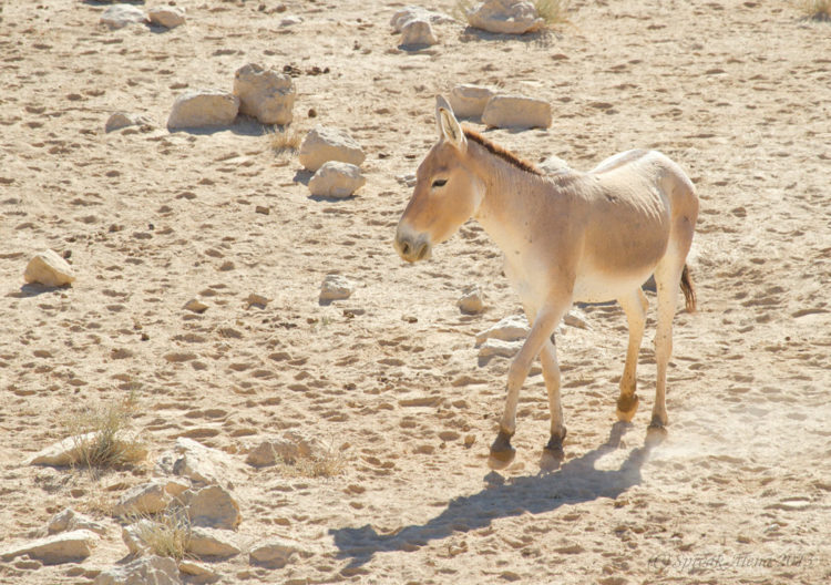 Кулан – описание, ареал, рацион, враги, популяция