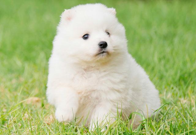 щенок белого шпица