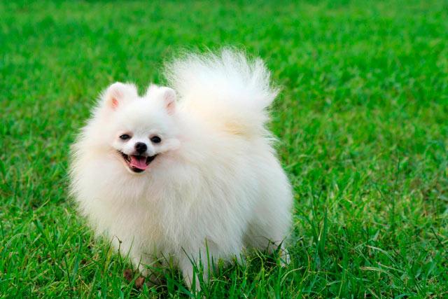 белая кончика травы