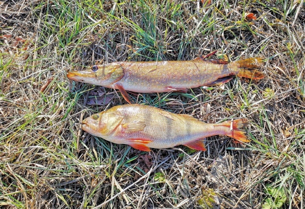 Приманки на окуня летом