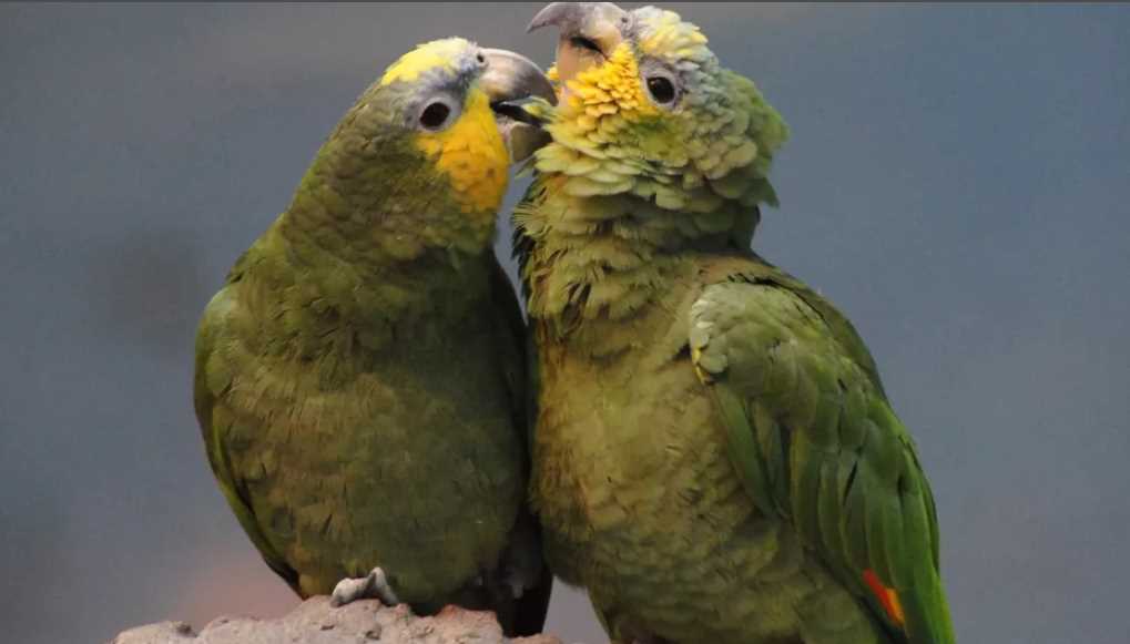 попугай венесуэльский амазон содержание дома венесуэльский амазон