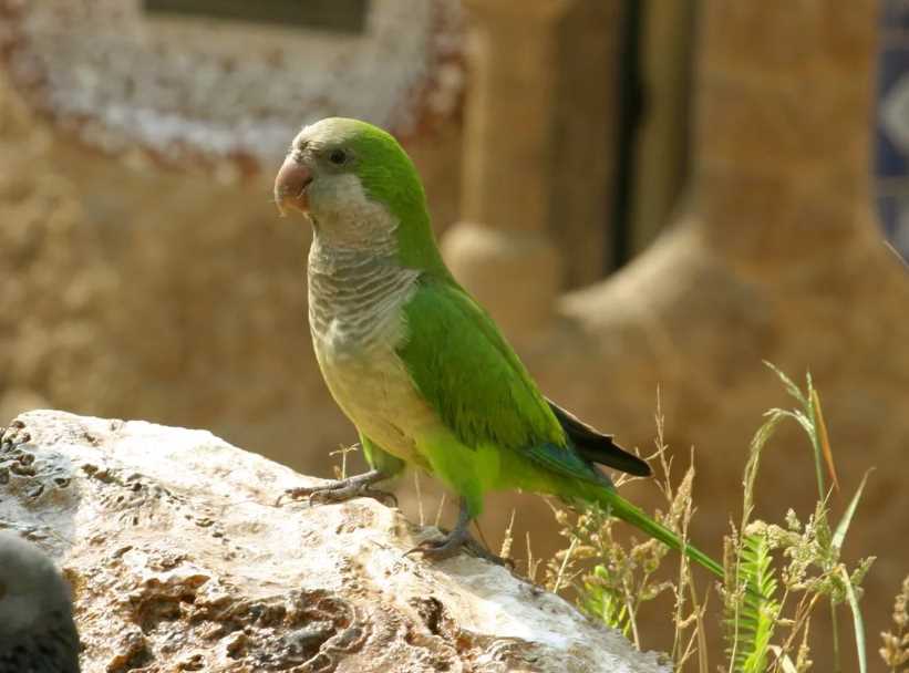 попугаи квакеры попугай калита монах