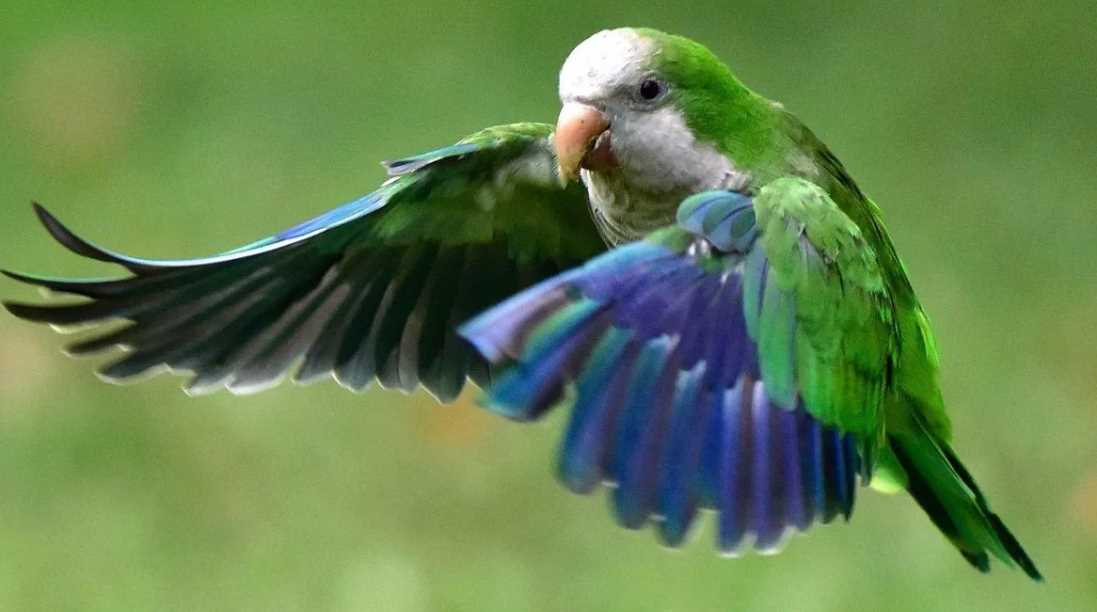 квакер попугай монах калита монах квакер калита