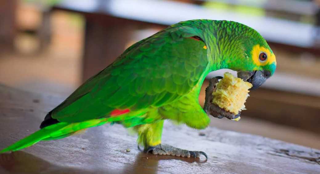 рацион венесуэльского амазона амазон попугай венесуэльский