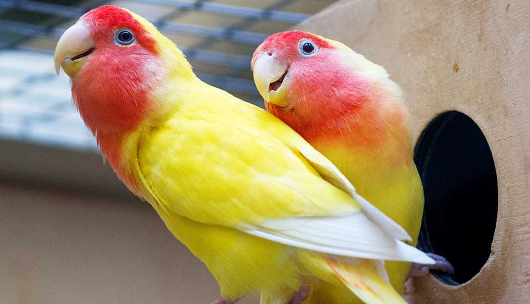 сколько лет живут неразлучники сколько лет живут волнистые попугайчики в домашних условиях