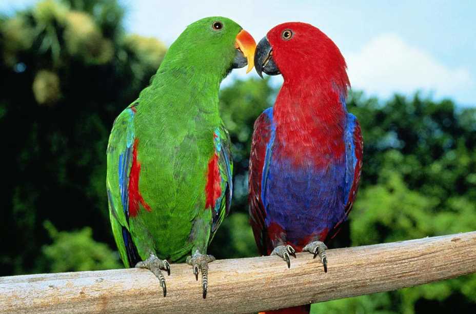 зелено красный благородный попугай самка эклектуса