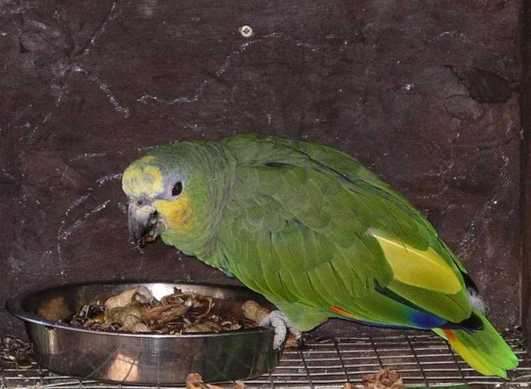 венесуэльский попугай содержание венесуэльский попугай амазон