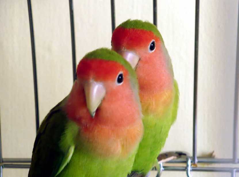 сколько лет живут неразлучники сколько живут волнистые попугайчики дома без пары