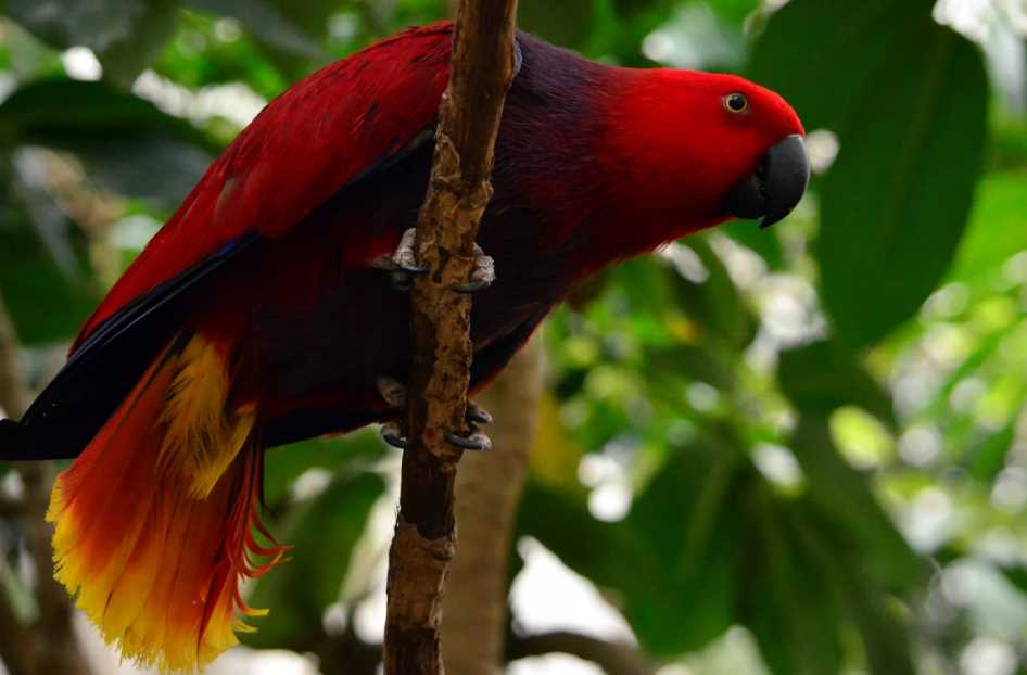 благородный красный попугай благородный зелено попугай