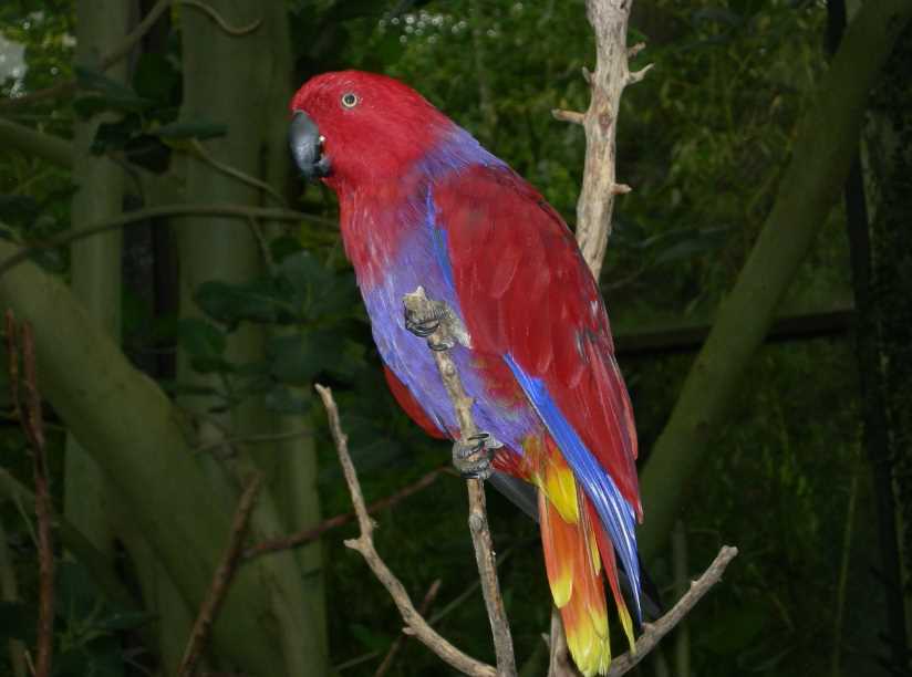 зелено красный попугай благородный