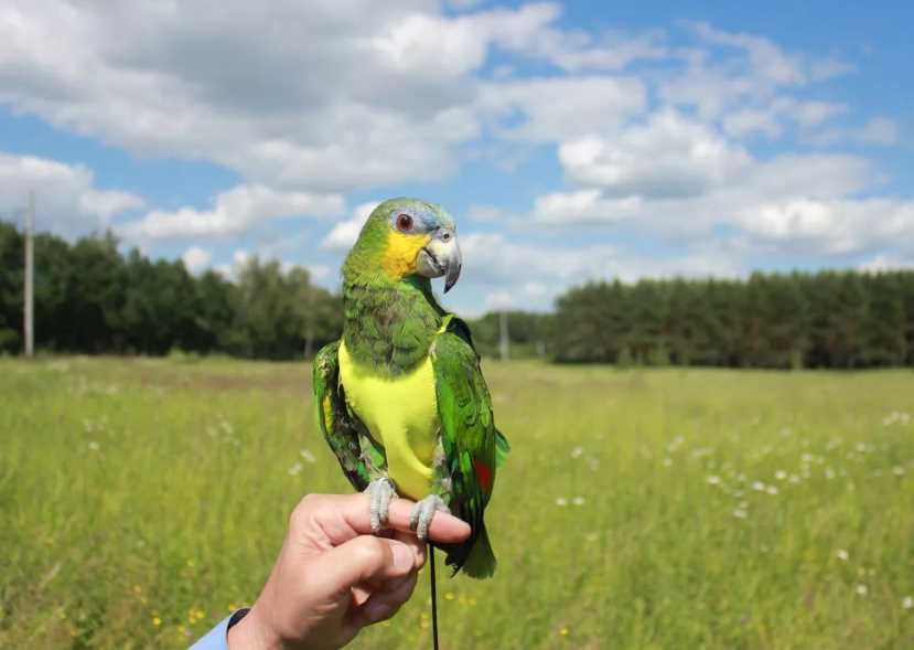 венесуэльский попугай характер попугай амазон венесуэльский