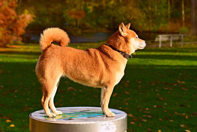 Сиба-ину на фоне травы