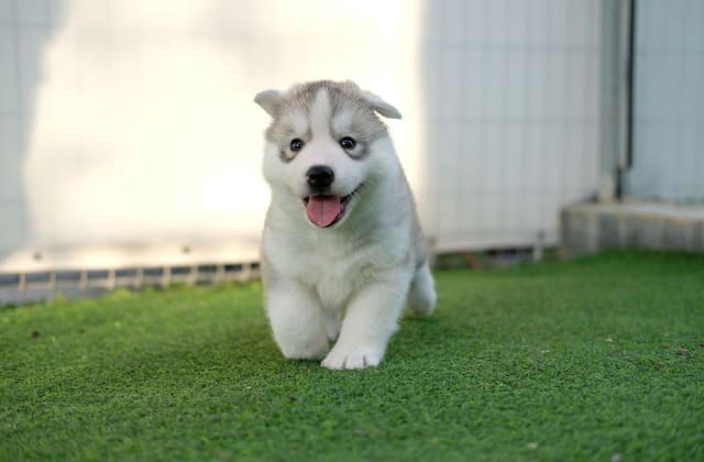 Щенок сибирского хаски