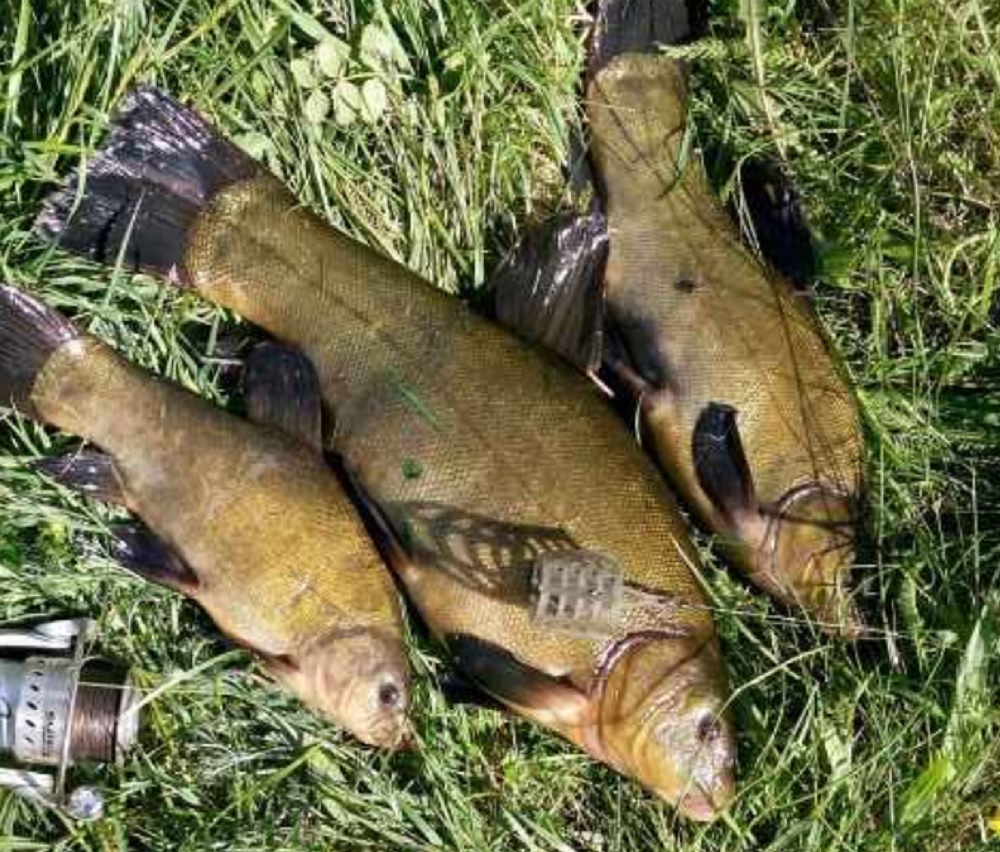 Советы бывалых по ловле линя летом Советы бывалых по ловле линя летом