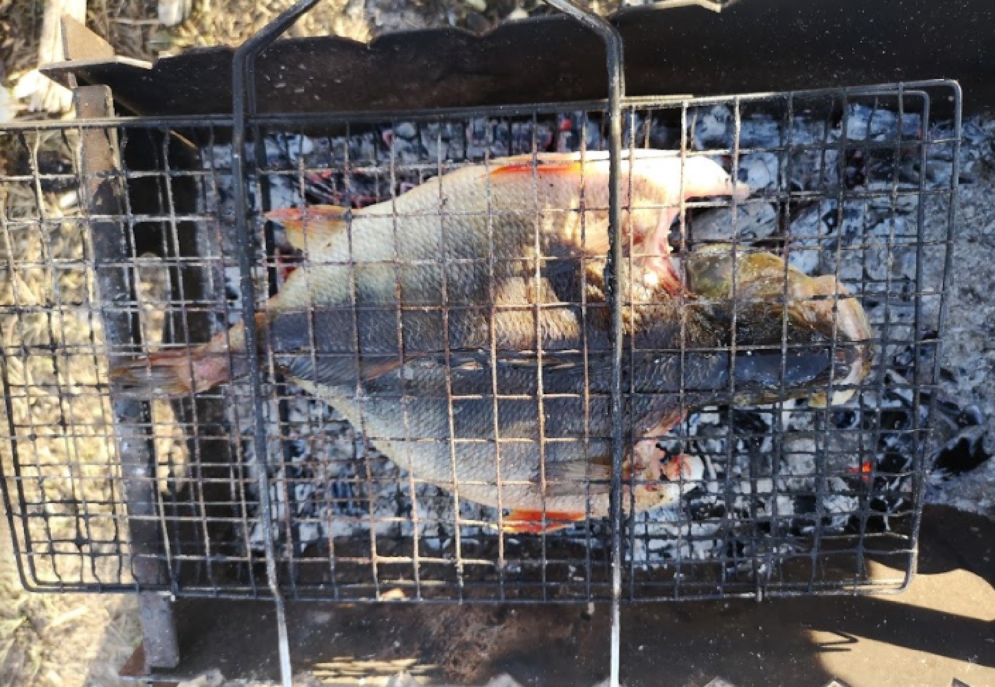 Советы бывалых по ловле окуня летом