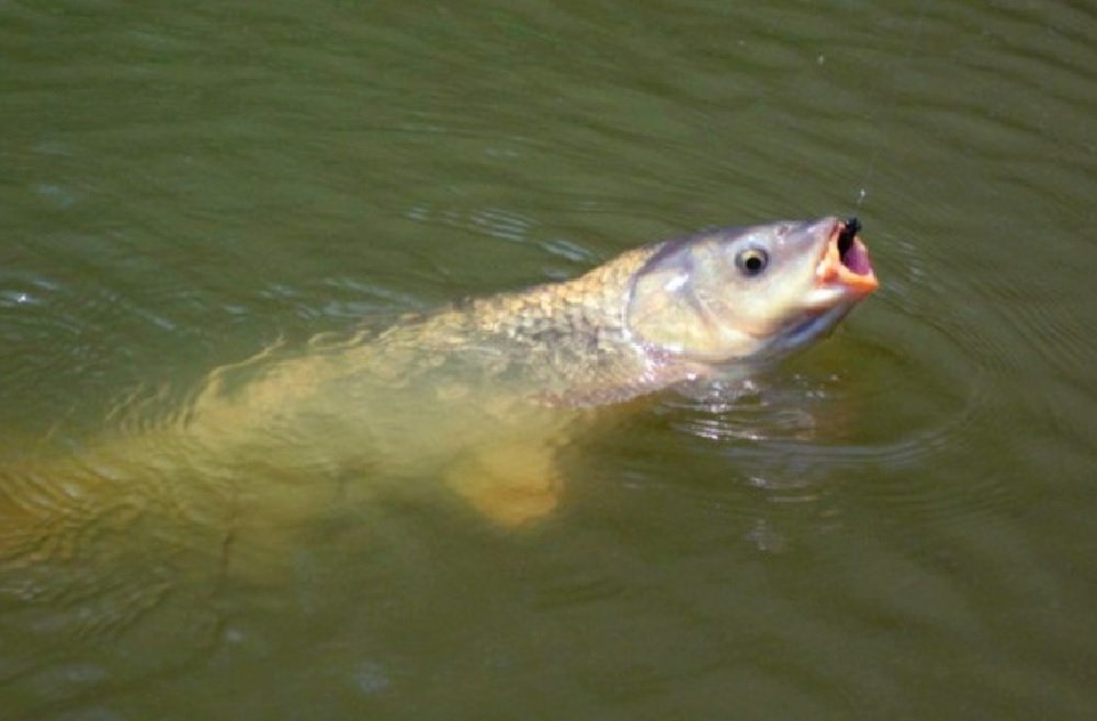 Советы бывалых по ловле карпа летом Советы бывалых по ловле карпа летом