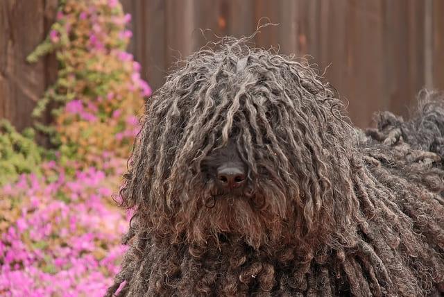 Венгерская овчарка - морда