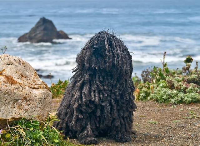 Венгерская овчарка - метис