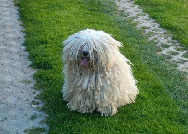 Щенок венгерской овчарки