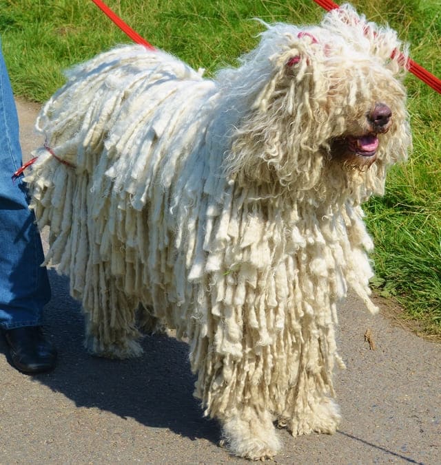 Венгерская овчарка - выгул собак