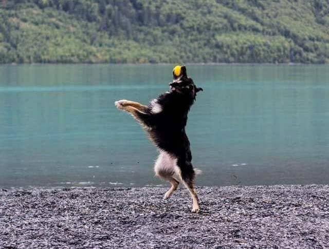 Восточно-европейская овчарка с прыгающим мячом