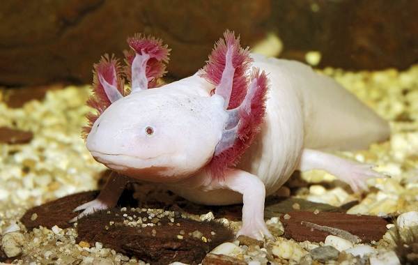 аксолотль-животное-описание-особенности-виды-цена-и-содержание-аксолотля-1.jpg