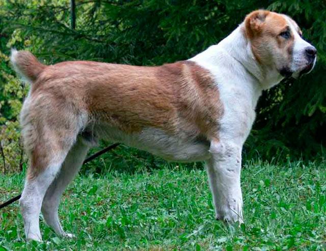 алабай на траве