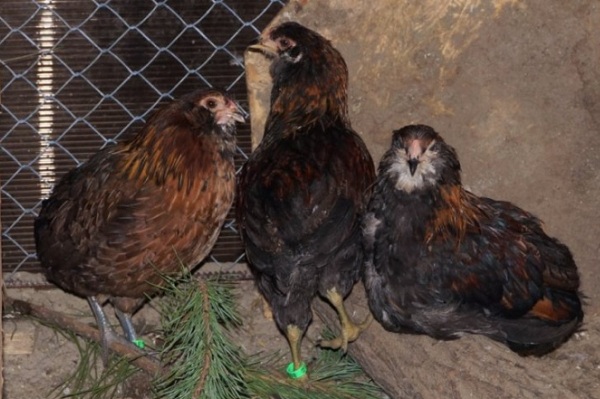 Араукана-порода-кур-Описание-особенности-виды-уход-и-содержание-птицы-15