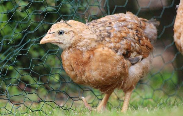Араукана-порода-кур-Описание-особенности-виды-уход-и-содержание-птицы-7