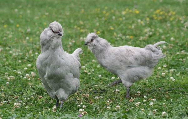 Араукана-порода-кур-Описание-особенности-виды-уход-и-содержание-птицы-9