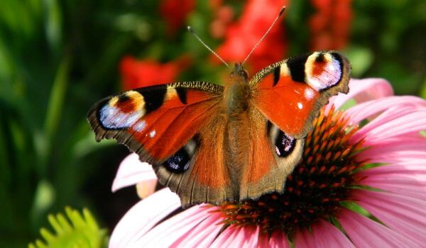 Фото: Бабочка-павлин