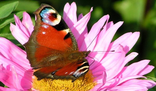 Фото: Ночная бабочка-павлин Фото: Ночная бабочка-павлин