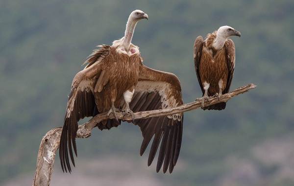 Белоголовый-сип-птица-Описание-особенности-виды-образ-жизни-и-среда-обитания-сипа-10