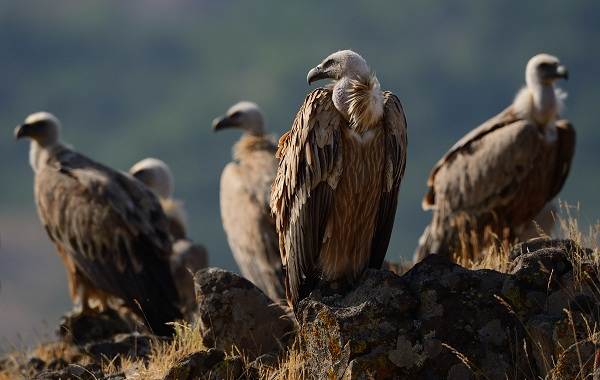 Белоголовый-сип-птица-Описание-особенности-виды-образ-жизни-и-среда-обитания-сипа-13