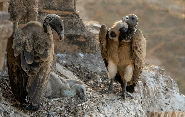 Белоголовый-сип-птица-Описание-особенности-виды-образ-жизни-и-среда-обитания-сипа-5